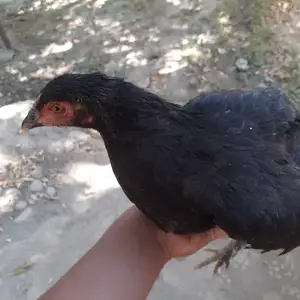 Чучахо, Конибодом