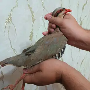 Кабк, Душанбе