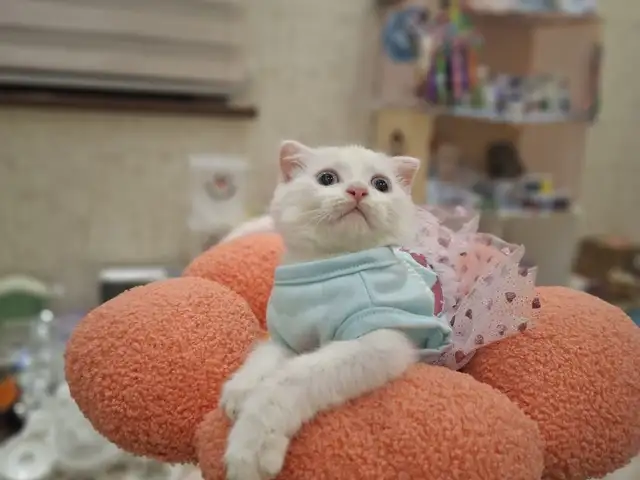 Шотландская вислоухая кошечка, Хуҷанд