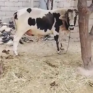 Букаи чёрный пёстр, Душанбе