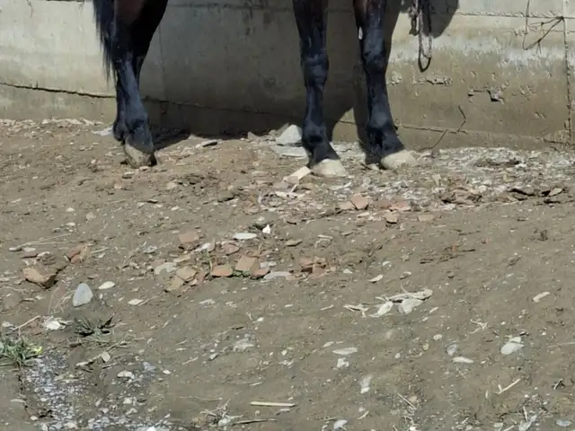 Аспи бузи, Деваштич (Ғончӣ)