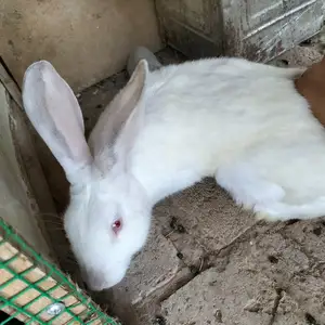 Харгуш, Худжанд