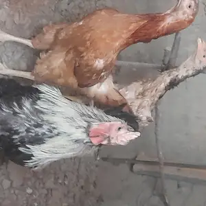 Хуруси хасак, Конибодом