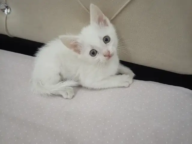 Котенок, Хуҷанд