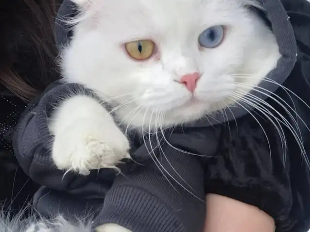 Кот на вязку Скоттиш Фолд, Худжанд