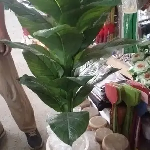 Пальма, Душанбе