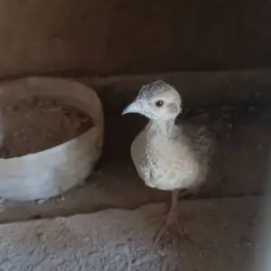 Кабк, Рӯдакӣ