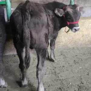 Букачахо, Хуҷанд
