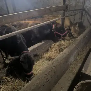 Букачахо, Худжанд