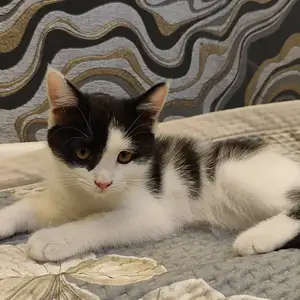 Котята метиска, Душанбе