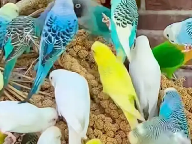 Попугай, Душанбе