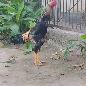 Дакан, Вахдат