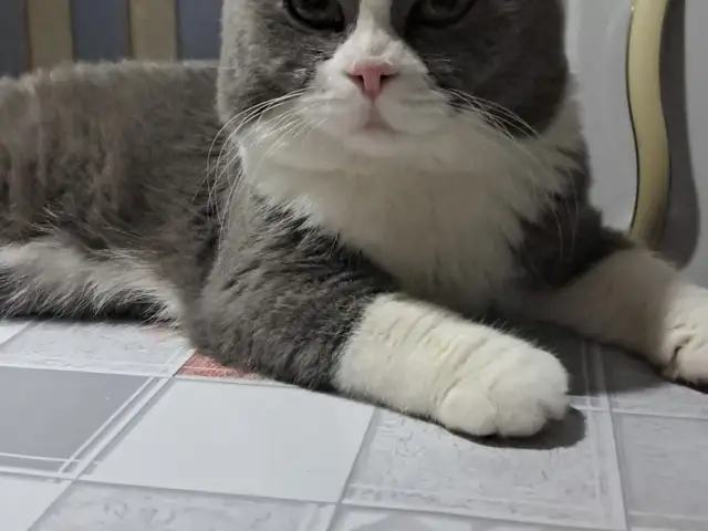 Кот на вязку, Душанбе