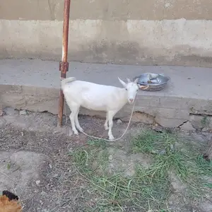 Бузи зааненский, Гиссар