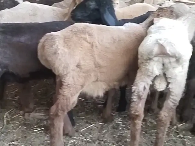Кушкор, Матча