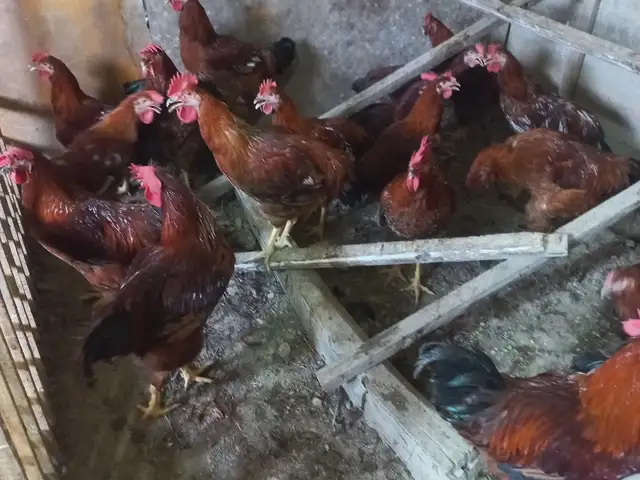 Хӯрусхои ломан браун, Худжанд