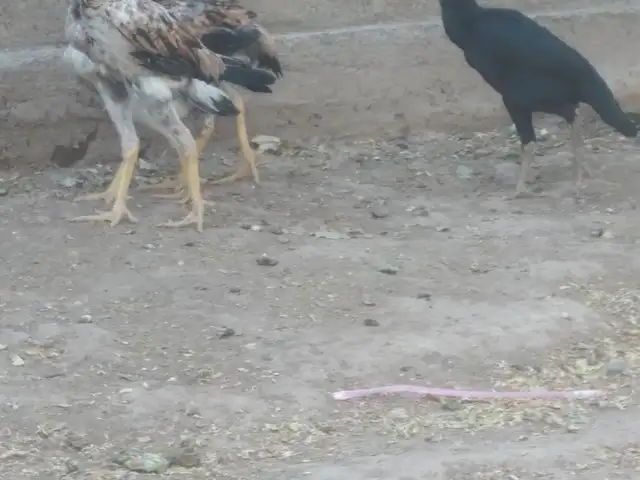 Чучаи дакан, Ваҳдат
