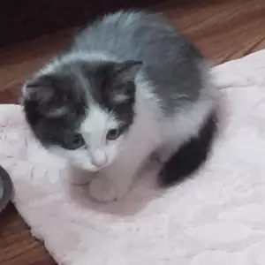 Котёнок породистый, Душанбе