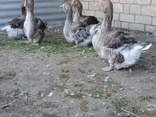 Тулузские гуси, Худжанд