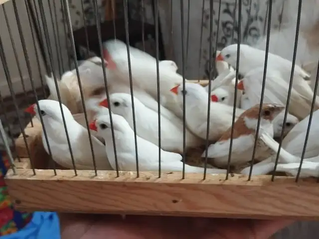 Канарейки Амадина, Турсунзаде