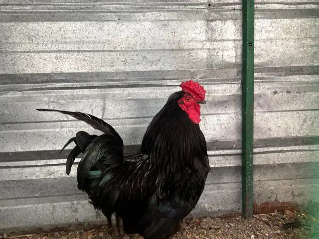 Хуруз Черан, Ҳисор