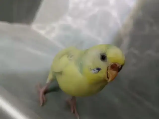 Попугай, Душанбе
