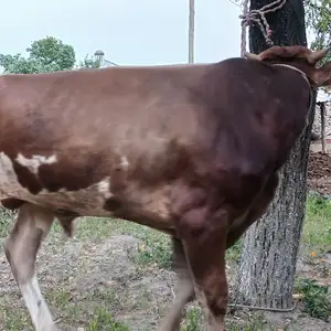 Букача, Худжанд