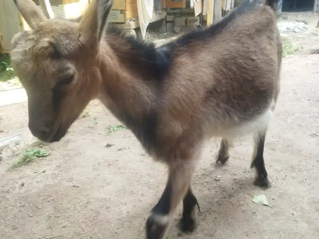 Такачаи алпинский, Ашт