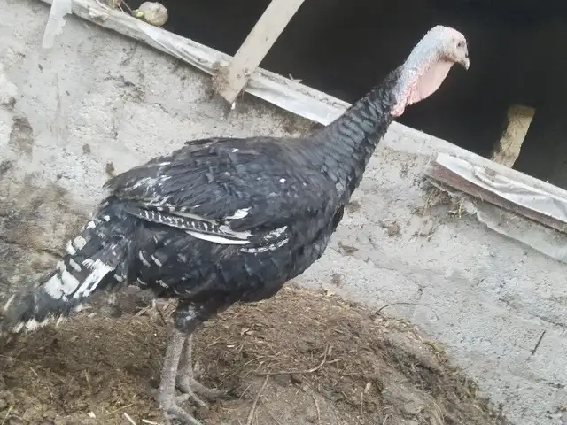 Индюк, Ҳисор