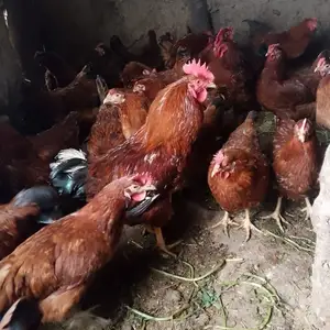 Тухми ломан браун, Истаравшан