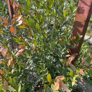 Лавровый лист, Душанбе