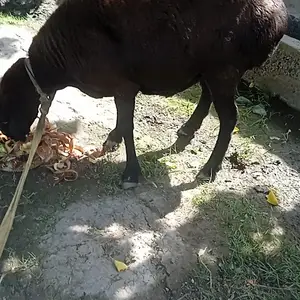Гуспани бони, Душанбе