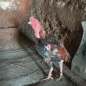 Хурус, Душанбе