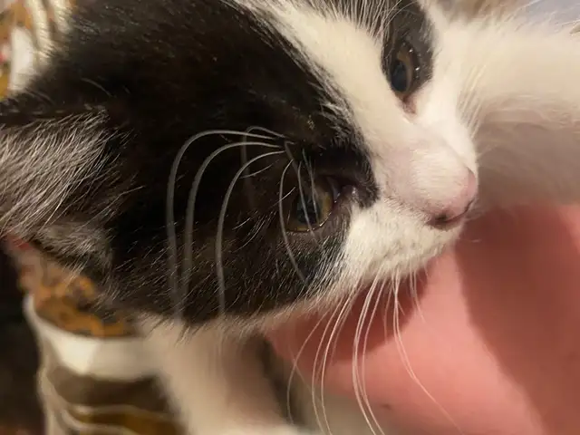 Котята, Хуҷанд