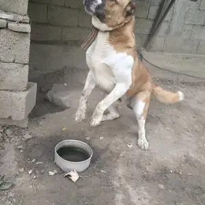 Саг Алабай, Душанбе