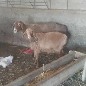 Солуки очабача, Худжанд