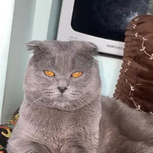 Кот на вязку, Бустон (Чкаловск)