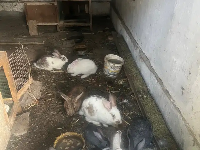 Харгушхо, Худжанд