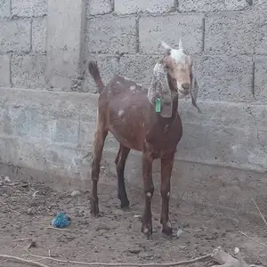 Бузи Покистони, Куляб