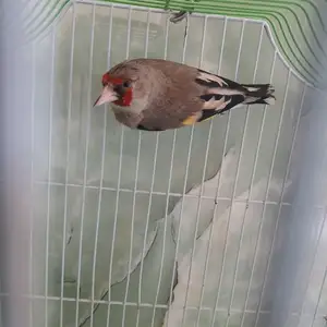 Щегол, Душанбе