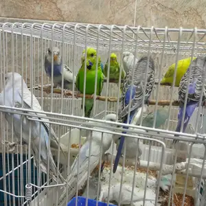 Попугай, Душанбе