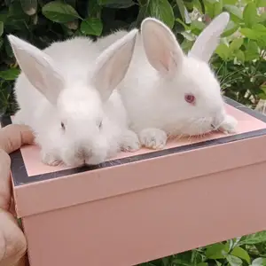 Харгушча 9км, Душанбе