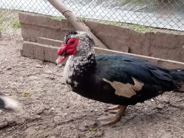 Индоутка, Гиссар