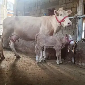 Гуночини шведи, Вахдат