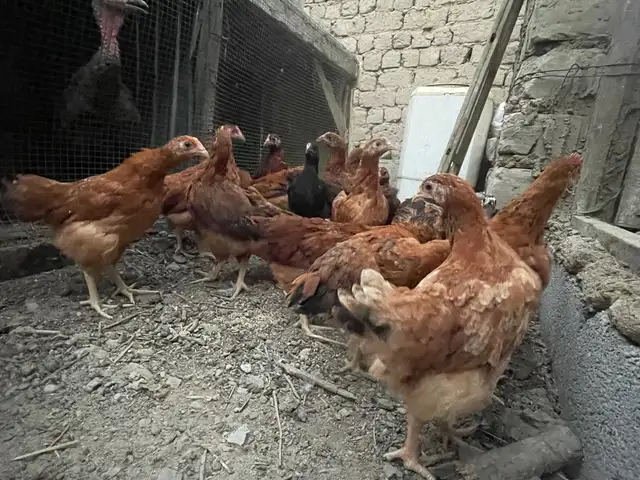 Чуча, Бобоҷон Ғафуров