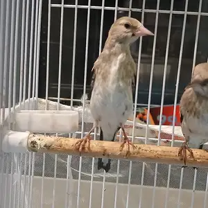 Щегол, Душанбе