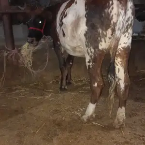 Гуночини гибрид, Худжанд