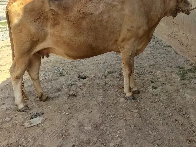 Гови бугуз, Ҳисор