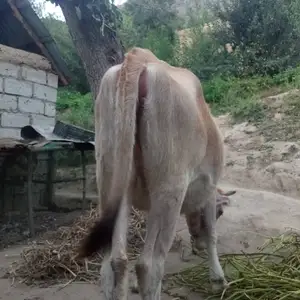 Ғуночини дучон, Рашт