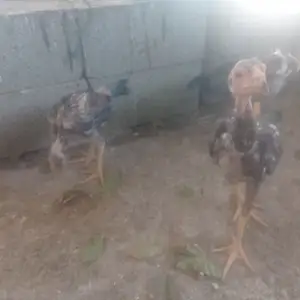 Дакан, Худжанд